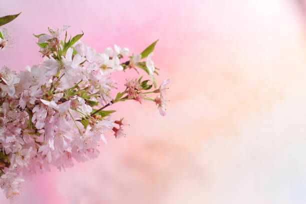 Cherry blooming flowers, spring blossom branch on pink background