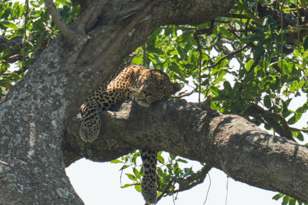 istock Leopard at the Serengeti National Park 2202902928
