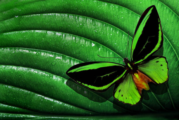 Green with black stripes butterfly sitting on the green leaf
