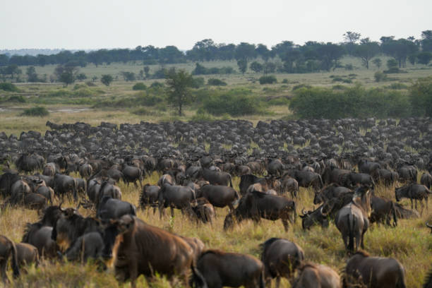 istock Great migration at the Serengeti National Park 2202906722