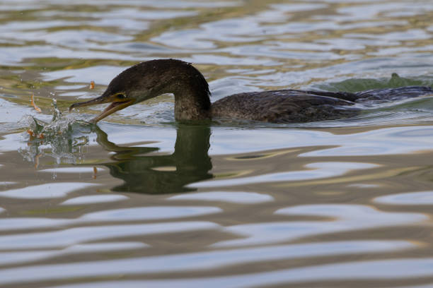 Fish and pond water splash as young cormorant uses hooked beak to grasp, rip, and catch a small fish