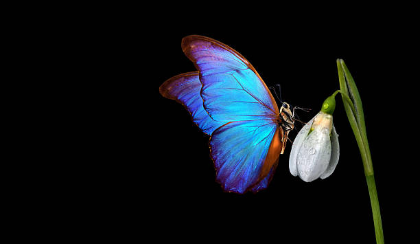 istock bright blue tropical morpho butterfly on a white snowdrop flower. concept of spring 2202907132