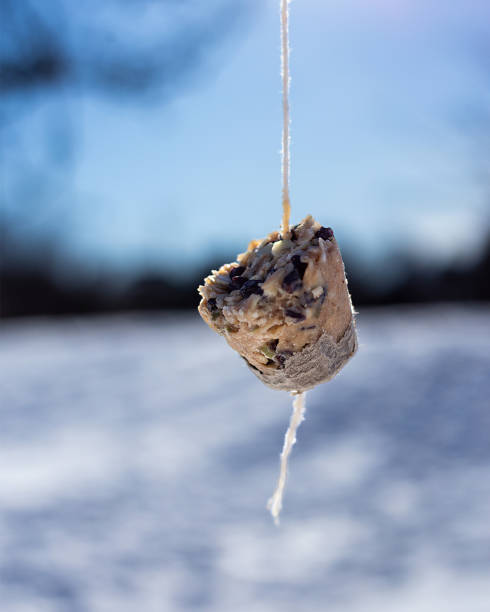 Homemade Birdfeeder in park in winter