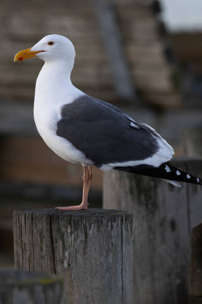 istock Common Western Gull stands on wood post at Morro Bay harbor 2202907887