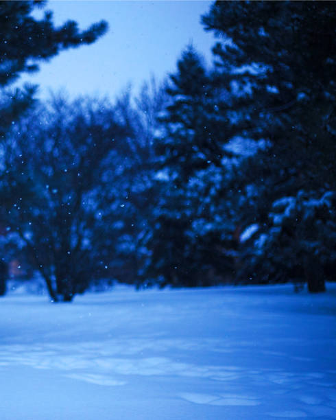Snow flakes in the park at dusk