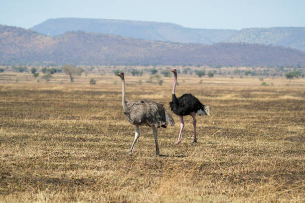 istock Ostrich at the Serengeti National Park 2202909064
