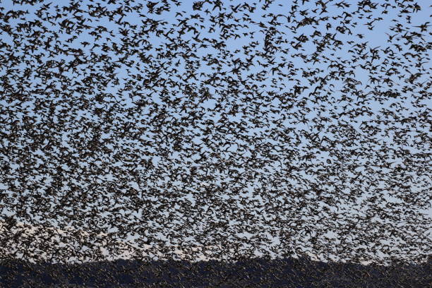 istock Baikal teal (Sibirionetta formosa) big flocks in Japan 2202911064