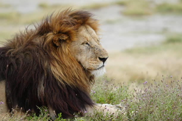 Lions at the Serengeti National Park