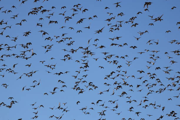 istock Baikal teal (Sibirionetta formosa) big flocks in Japan 2202911803