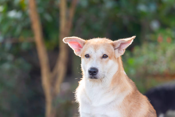 istock Thai brown stray dog playing with joy and happy 2202911952
