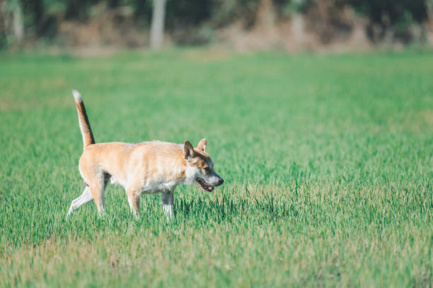 istock Thai brown stray dog playing with joy and happy 2202913158