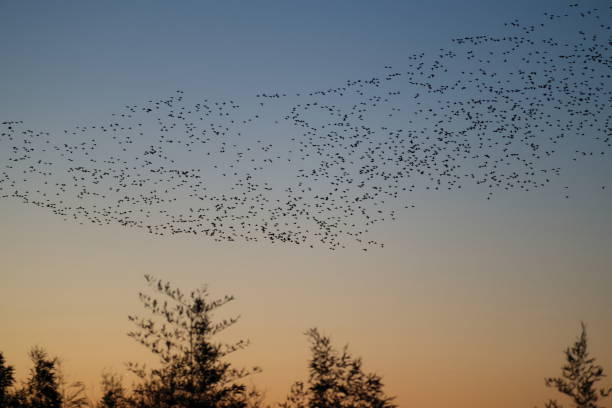 istock Baikal teal (Sibirionetta formosa) big flocks in Japan 2202914992