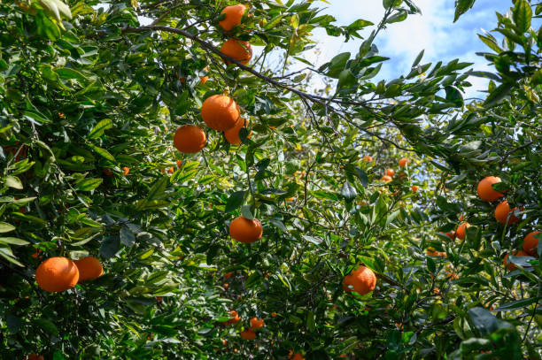 istock Lush orange orchard brimming with ripe fruit under a clear blue sky 2202915536