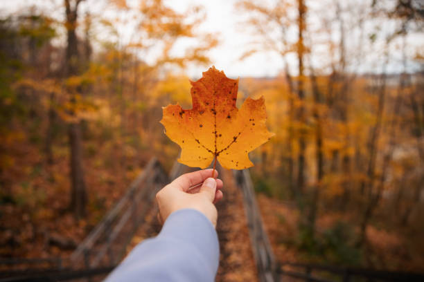istock A woman's hand holds a yellow maple leaf. Ontario, Canada. 2202917051