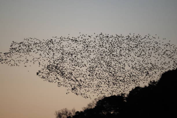 istock Baikal teal (Sibirionetta formosa) big flocks in Japan 2202917123