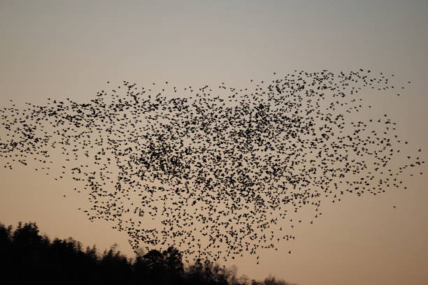istock Baikal teal (Sibirionetta formosa) big flocks in Japan 2202917342