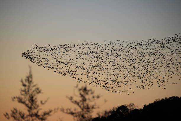 istock Baikal teal (Sibirionetta formosa) big flocks in Japan 2202918390