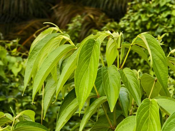 istock Piper aduncum plants in the morning 2202918767