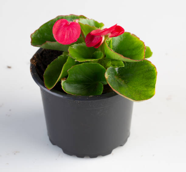 90+ Double Begonia Stock Photos, Pictures & Royalty-Free Images