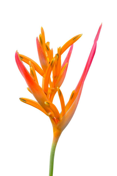 istock Bird of Paradise Flower isolated on white 2202921967
