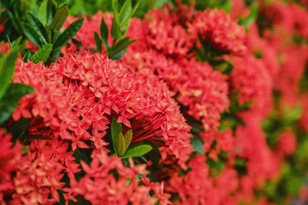 istock Spike flower, Red flower beautiful nature 2202921988