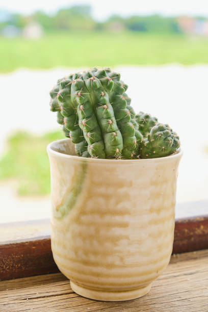 Plant of cactus on wood background
