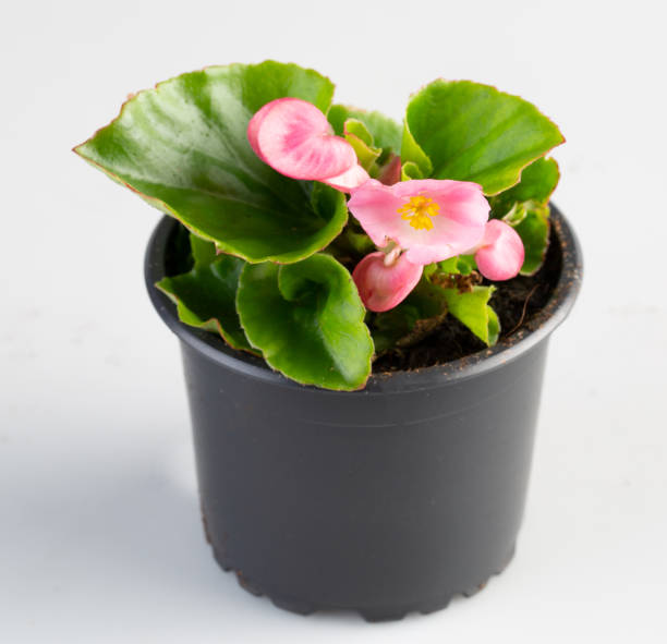 White flowering begonia in a pot isolated nature background with clipping path