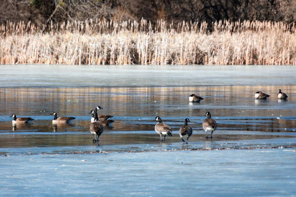 Geese flock to any open water during early spring in Wisconsin.