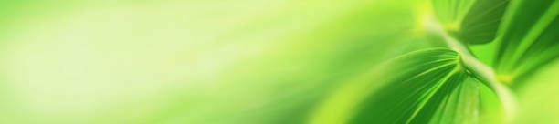 istock Plant background, green leaf plant in the morning spring forest, selective focus. Horizontal blurred banner 2202927333