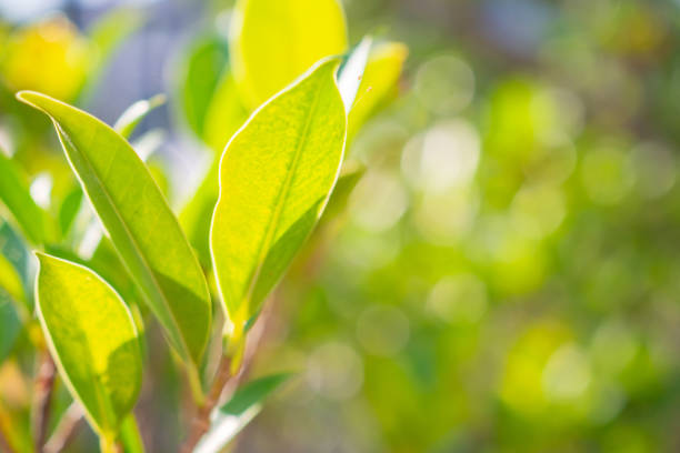 Natural plant green leaf in garden with bokeh background