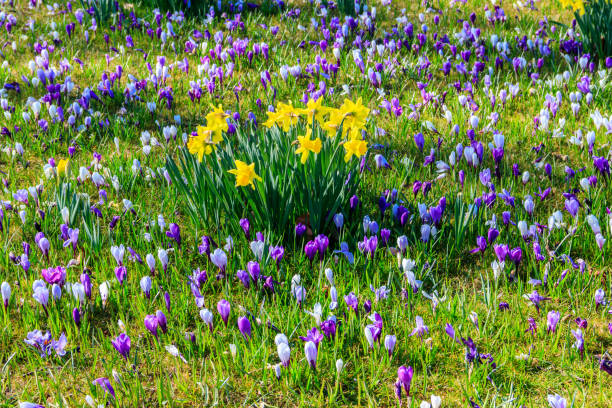 Purple crocus flowers and yellow daffodils on the lawn at spring