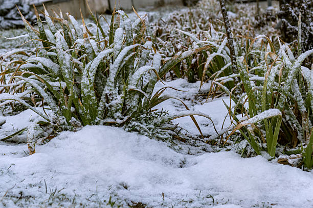 istock Green iris leaves under snow in winter. 2202935545