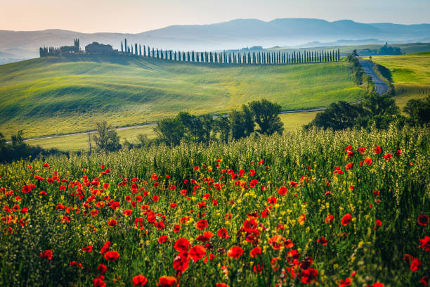 istock Scenic winding road on the grain fields in Tuscany, Italy 2202935643