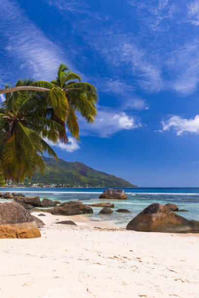 istock Serene tropical beach showcasing clear blue skies, coconut palm trees 2202936040