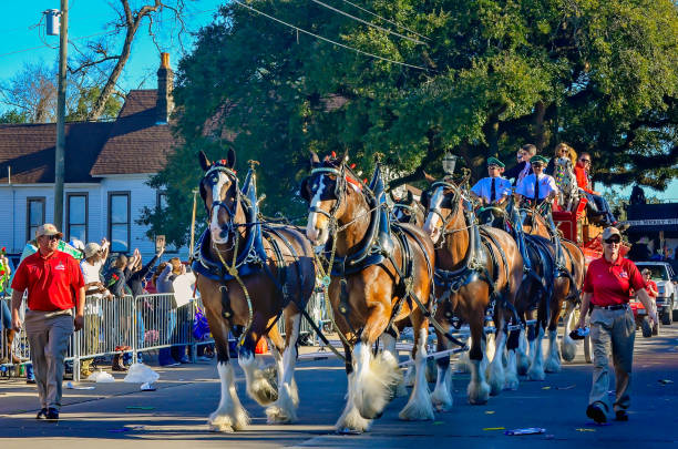 Mobile, Alabama, USA - Feb. 7, 2016: A team of horses pulls a wagon during the Joe Cain Day Mardi Gras parade in Mobile, Alabama.