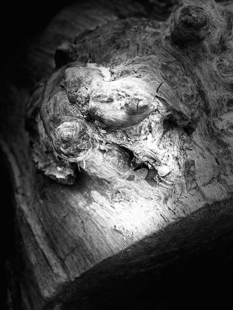 The dark of wood