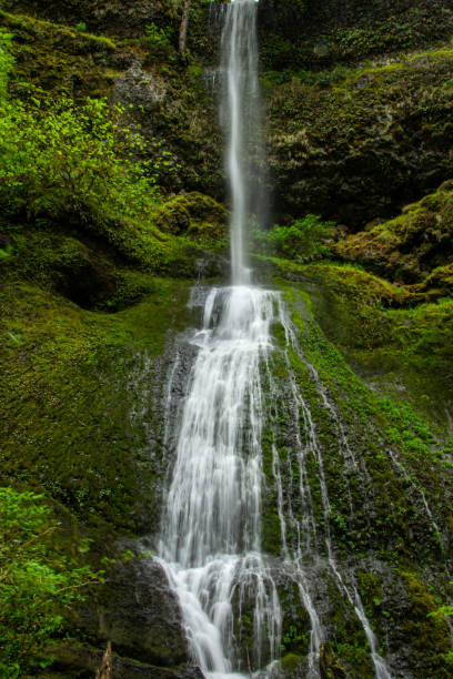 istock One of the several beautiful waterfalls at Silver Falls State Park on Oregon. 2202948930