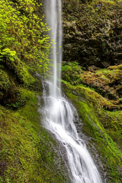 istock One of the several beautiful waterfalls at Silver Falls State Park on Oregon. 2202949839