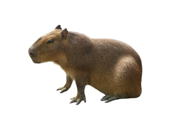 istock Capybara sitting and looking to the left on white background 2202955785