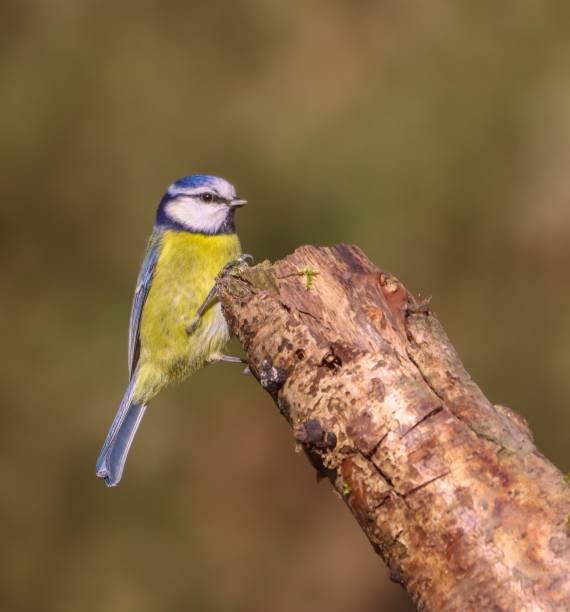 istock A vibrant blue tit perched on a tree branch against a blurred natural background. 2202957010