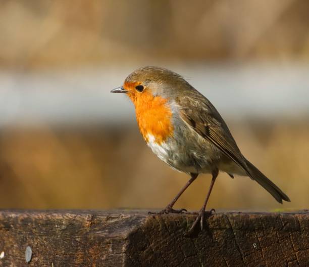 istock A European robin perched on a wooden surface against a blurred natural background. 2202957014