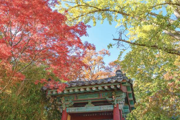 istock Traditional Korean Temple Gate Amidst Autumn Foliage 2202958233