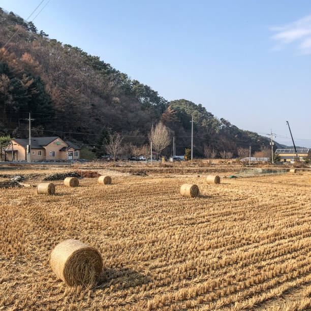 The image captures a scenic rural landscape featuring a vast harvested field with neatly arranged hay bales. The golden hues of the dried grass contrast with the backdrop of rolling hills covered in trees. A few houses and utility poles line the edge of the field, indicating a peaceful countryside setting. The clear blue sky and soft sunlight enhance the tranquil and pastoral atmosphere of the scene.