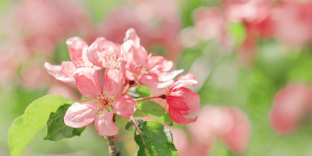 istock Pink Apple flowers, delicate textures of apple blossoms on bokeh background, empty space banner, pastel color. Minimal nature scenic, spring blooms at natural light, tender vivid natural tones 2202959240