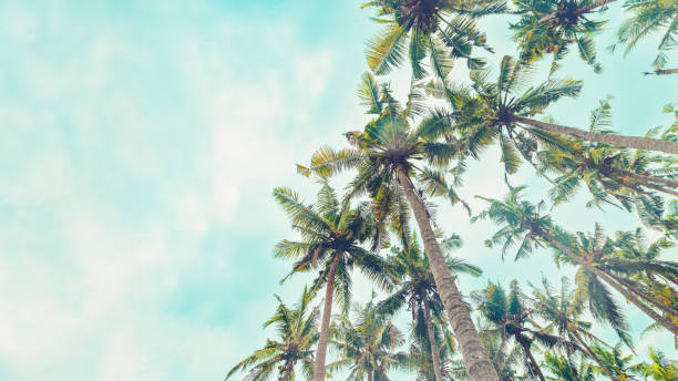 istock Tropical Palm bottom view as Nature pattern, Coconut Palm trees view from below with turquoise sky background, summer vibe banner, aesthetic nature atmospheric scenery, vivid color, natural sunlight 2202959255
