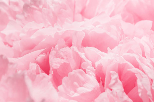 Peony flowers spring holiday flowery aesthetic nature close up pattern,  botanical design background, floral top view photo, light pink-white blooming flower, scenery beauty nature wallpaper, sunlight