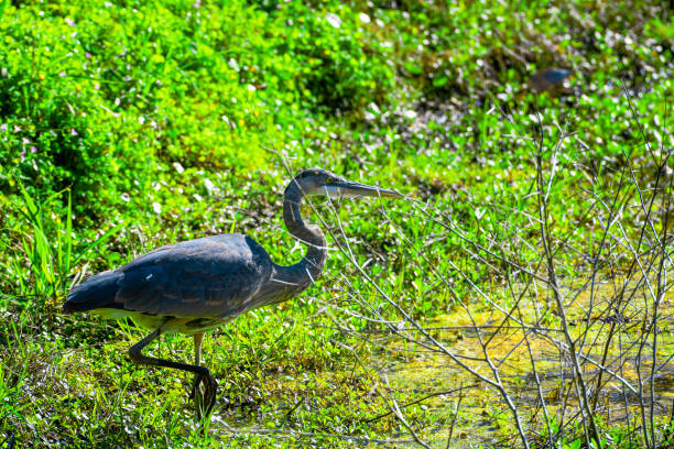 istock Bird in natural environment, beautiful bird, art 2202963000