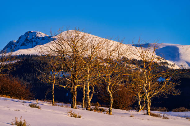 New York Mountains Winter Landscape - Snowy mountain ridge with aspen trees and warm sunset light. Sawatch Range mountains, Colorado USA.