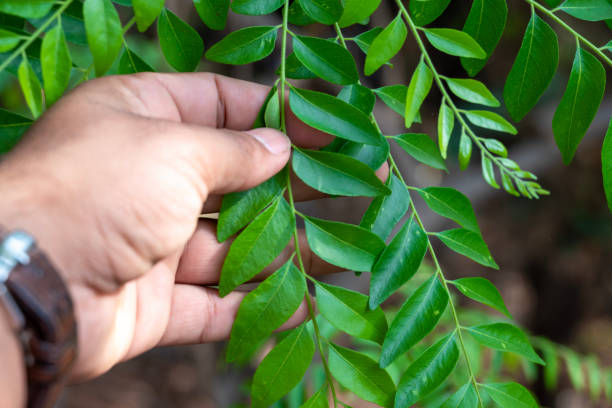 istock Fresh organic curry leaves, Curry leaves tree plant close up 2202978803