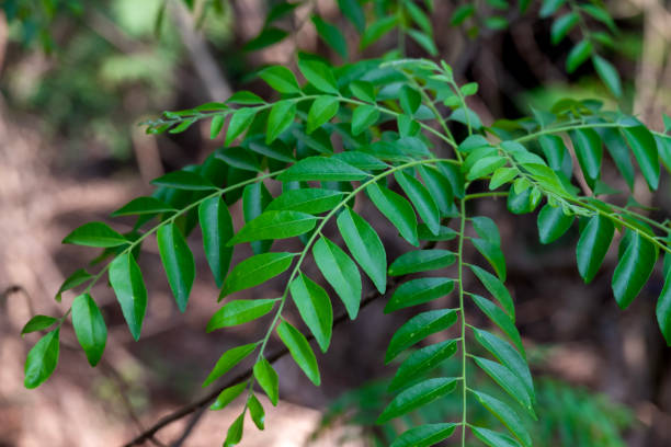 istock Fresh organic curry leaves, Curry leaves tree plant close up 2202978860